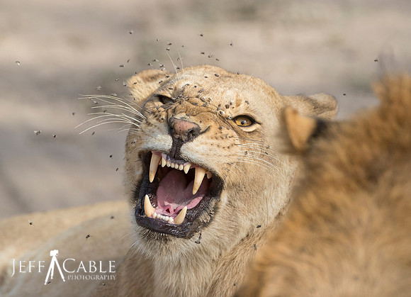 Edit-Tanzania-Safari4-2215