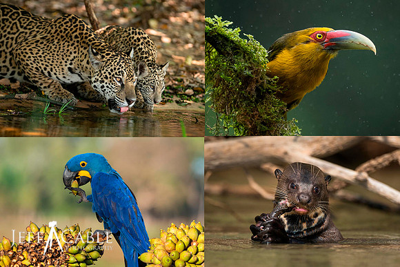 Edit-Costa-Rica-Photo-Tour-Montage