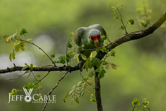 Costa Rica Photo Tours