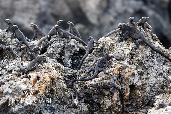 Edit-Galapagos-Photo-Tour#2-1220