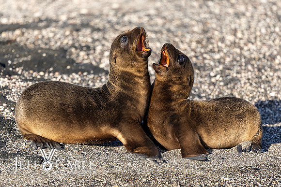 Edit-Galapagos-Photo-Tour#2-2497
