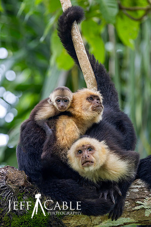 Edit-Costa Rica-Photo-Tour-June24-0297-mod