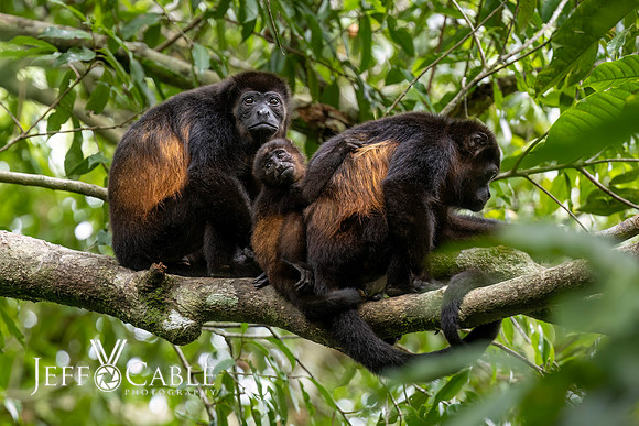 Costa Rica Photo Tours