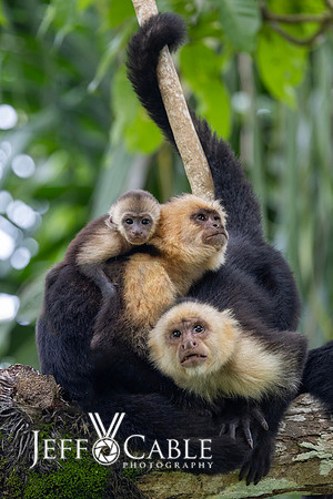 Costa Rica Photo Tours