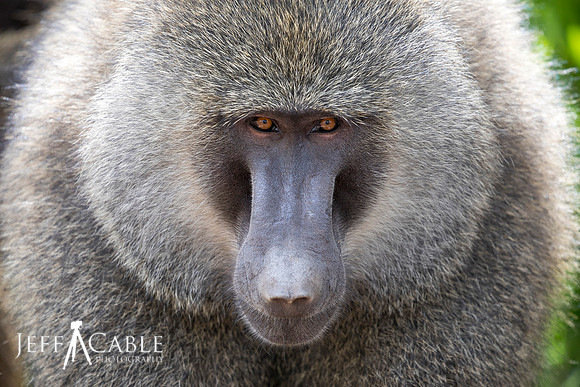 Edit-Tanzania-Safari4-1485