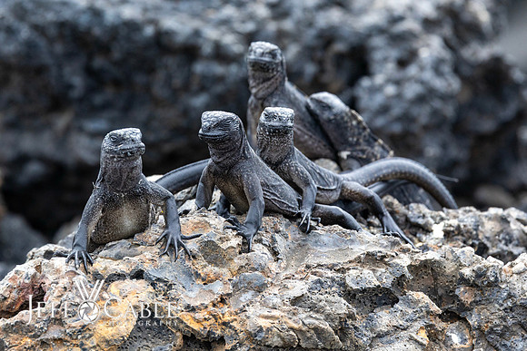Edit-Galapagos-Photo-Tour#2-1234