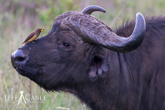 Edit_Tanzania_2016_0374v2-crop