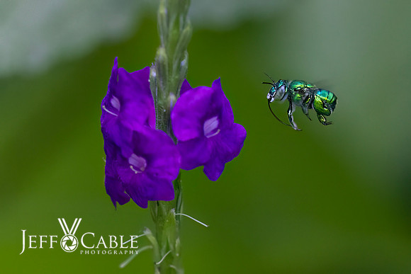 Costa Rica Photo Tours