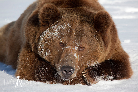 Edit_Moose_Grizzly_Ad_305