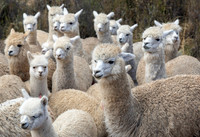 Peru Photo Tour