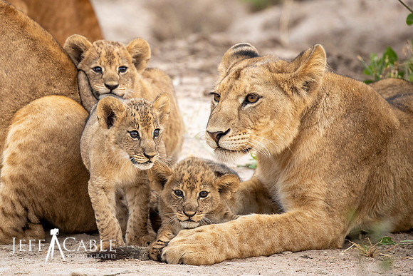 Edit-Tanzania-Migration-Tour-01098