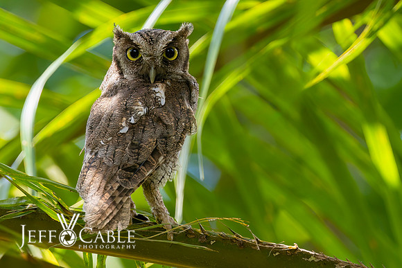Costa Rica Photo Tours