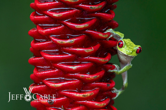 Costa Rica Photo Tours