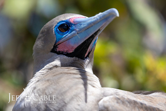 Edit-Galapagos-Photo-Tour#2-3502